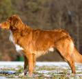 Nova Scotia Duck Tolling Retriever