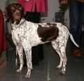 Old Danish Pointer Pictures