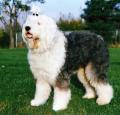 Old English Sheepdog