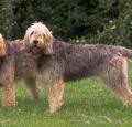 Otterhound