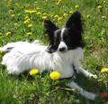 Papillon Pictures