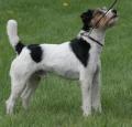 Parson Russell Terrier Pictures