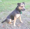 Patterdale Terrier