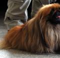 Pekingese