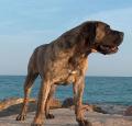 Perro de Presa Canario Pictures 1