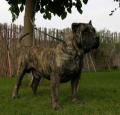 Perro de Presa Canario