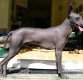 Peruvian Hairless Dog