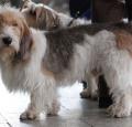 Petit Basset Griffon Vendeen Pictures