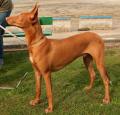 Pharaoh Hound Pictures