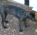 Plott Hound