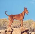 Podenco Canario Pictures