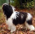 Polish Lowland Sheepdog