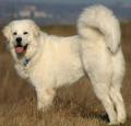 Polish Tatra Sheepdog