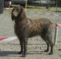 Pont Audemer Spaniel