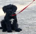 Portuguese Water Dog Puppy Pictures