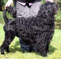 Portuguese Water Dog