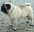 Pug Pictures