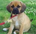 Puggle