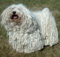 Puli