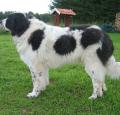 Pyrenean Mastiff