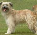 Pyrenean Shepherd Pictures