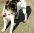 Rat Terrier Pictures