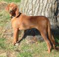 Redbone Coonhound Pictures