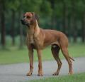 Rhodesian Ridgeback