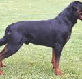 Rottweiler Pictures