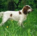 Russian Spaniel