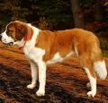 Saint Bernard