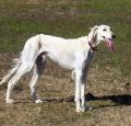 Saluki