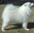 Samoyed Pictures