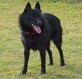 Schipperke Pictures