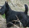 Scottish Terrier