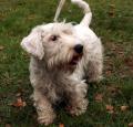 Sealyham Terrier