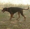 Serbian Hound