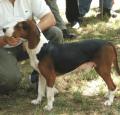 Serbian Tricolour Hound Pictures