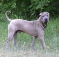 Shar Pei Pictures