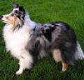 Shetland Sheepdog Pictures