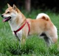 Shiba Inu Pictures