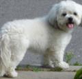 Shih Poo Pictures