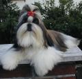 Shih Tzu Pictures