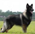 Shiloh Shepherd Dog