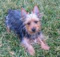 Silky Terrier