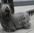 Skye Terrier