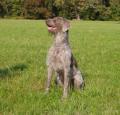 Slovakian Rough Haired Pointer