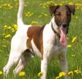 Smooth Fox Terrier