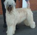 Soft Coated Wheaten Terrier