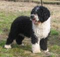 Spanish Water Dog